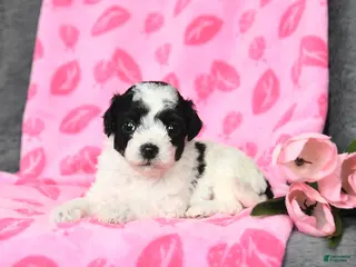 Bichpoo dogs Duncan - Ad 8