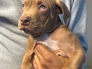 American Pit Bull Terrier dogs Clifford - Ad 5