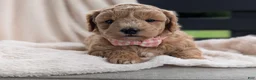 Mini Goldendoodle dogs for sale: Lucy - Ad 6