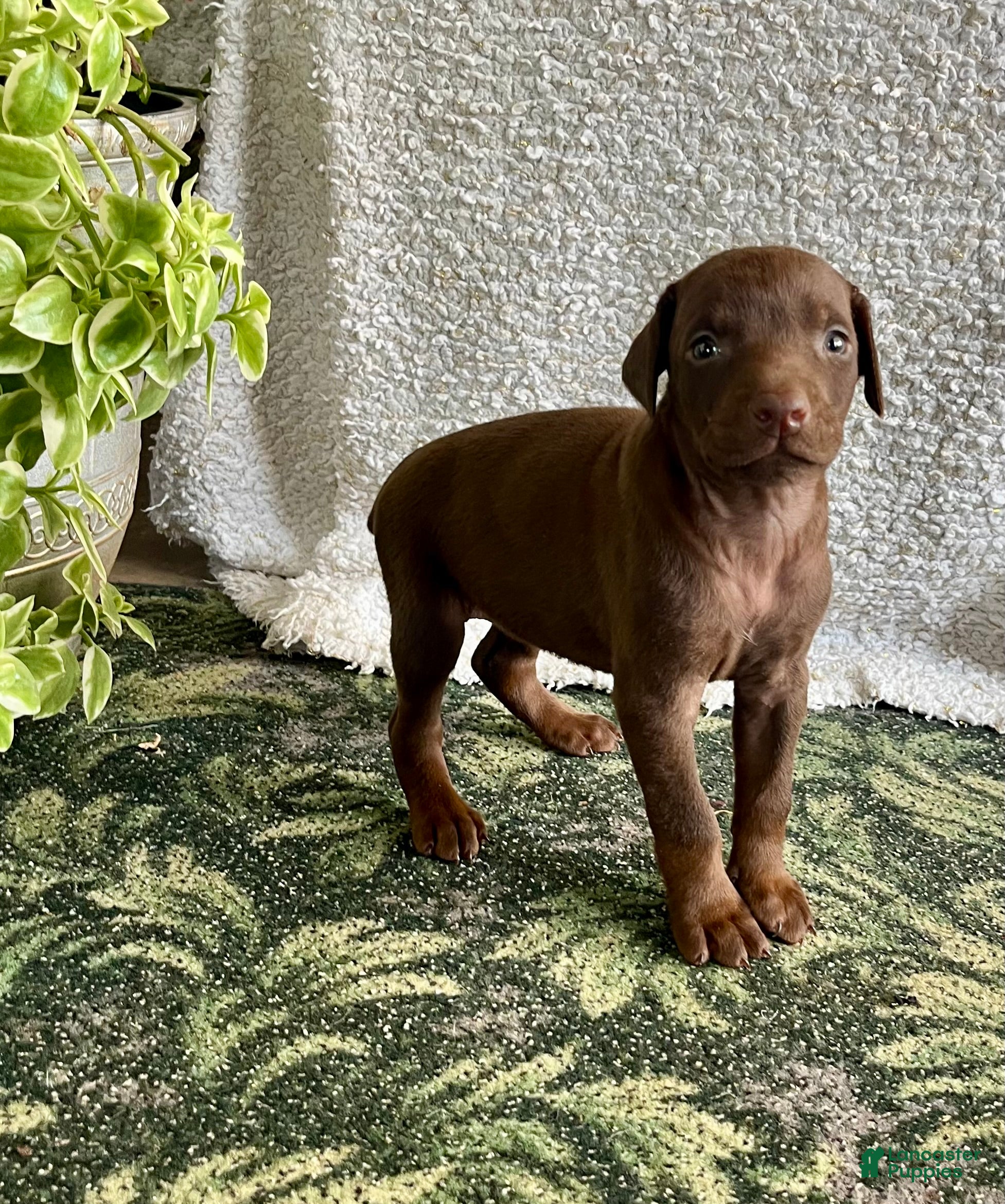 Doberman Pinscher dogs DAPHNE❤️🐾AKC Ears & Tail Docked❤️Call 717-548-2200 - Ad 40