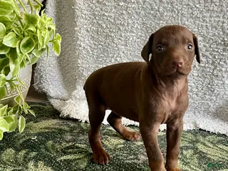 Doberman Pinscher dogs DAPHNE❤️🐾AKC Ears & Tail Docked❤️Call 717-548-2200 - Ad 35