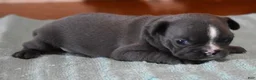 French Bulldog dogs for sale: VOLT BLUE & WHITE - Ad 2