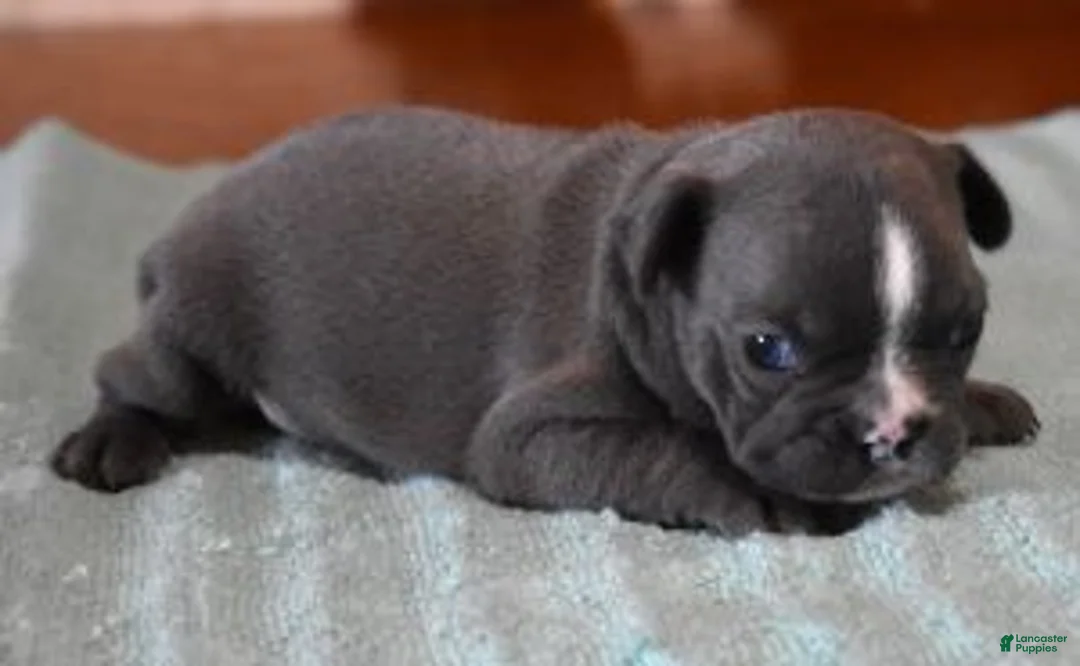 French Bulldog dogs for sale: VOLT BLUE & WHITE - Ad 2