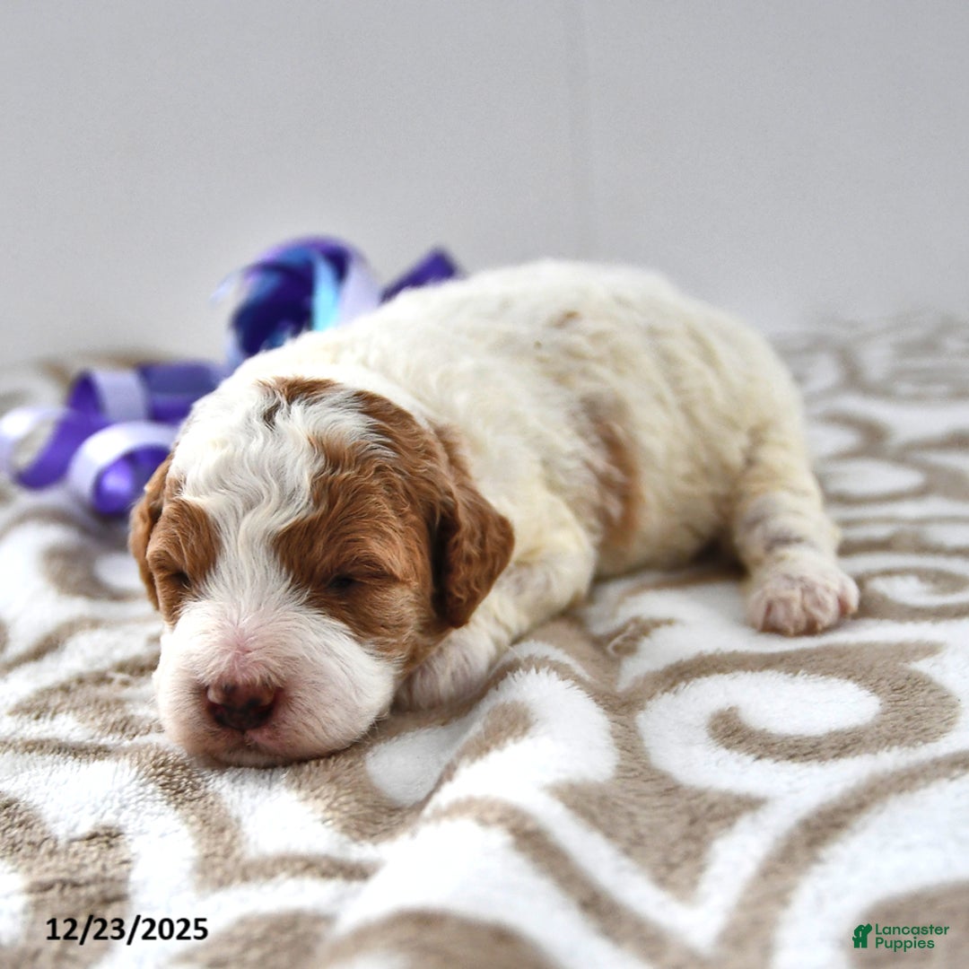 Mini Goldendoodle dogs for sale: Oakley - Ad 7