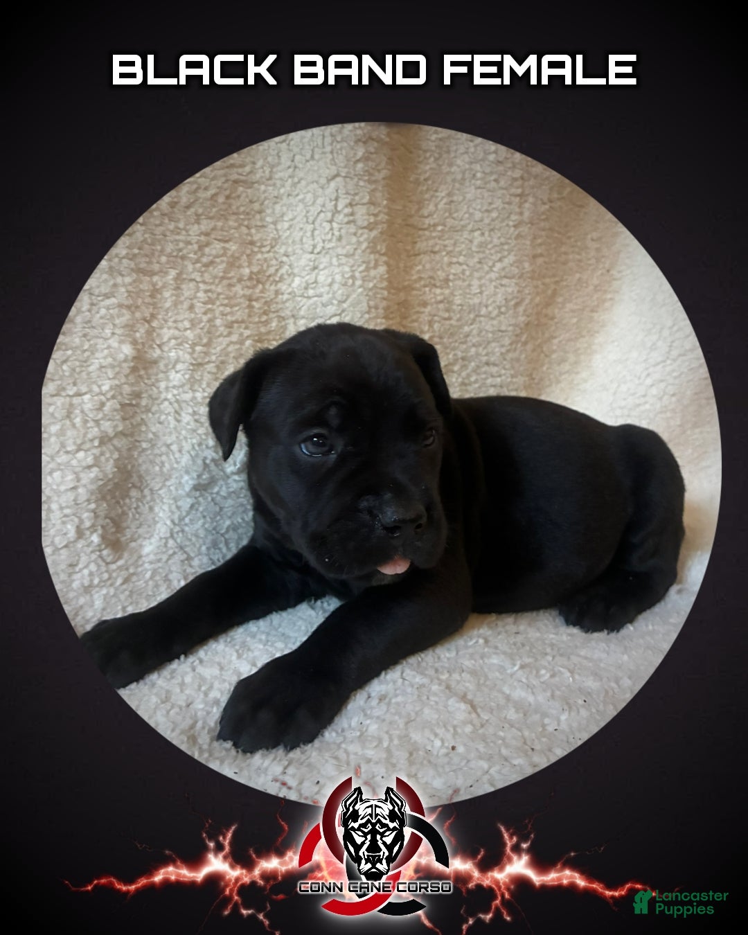Cane Corso dogs Cane Corso Puppy 9 - Ad 26