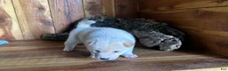 Shiba Inu dogs for sale: Shiba Inu Puppy 3 - Ad 4