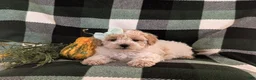 Maltipoo dogs for sale: Jozi Hypoallergenic - Ad 6