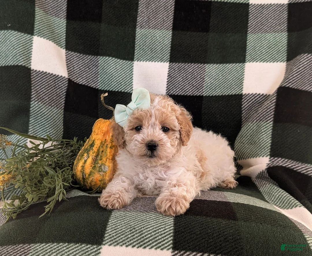 Maltipoo dogs for sale: Jozi Hypoallergenic - Ad 6