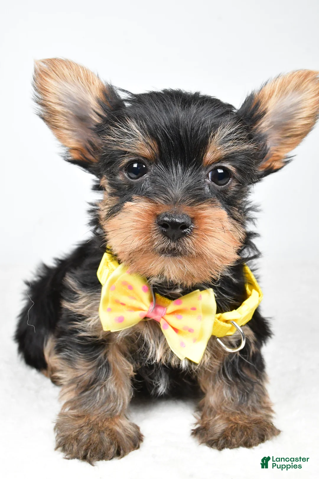 Yorkshire Terrier dogs for sale: Tyler - Ad 5