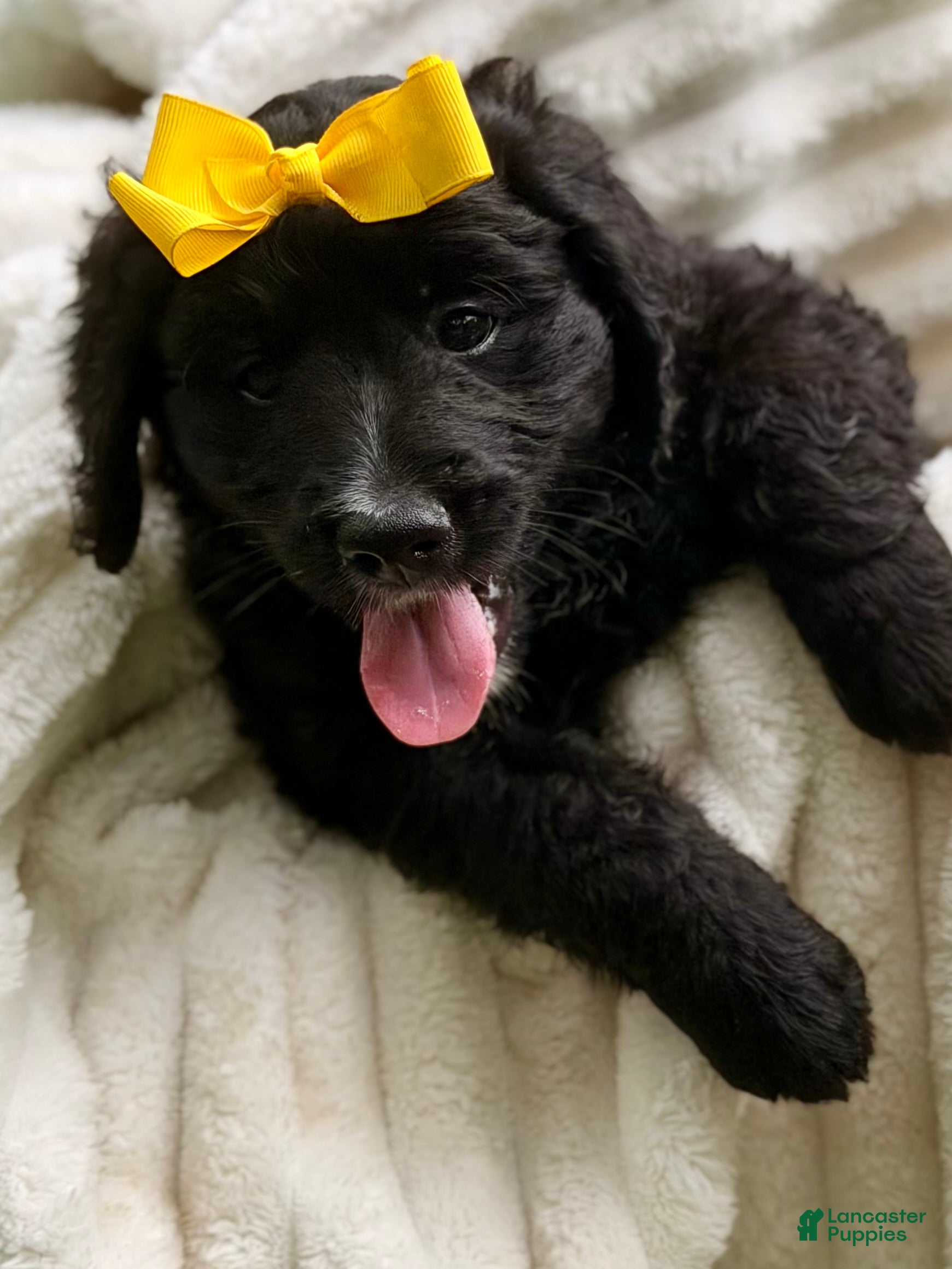 Bernedoodle dogs Yellow Daisy - Ad 36