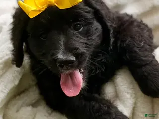 Bernedoodle dogs Yellow Daisy - Ad 36