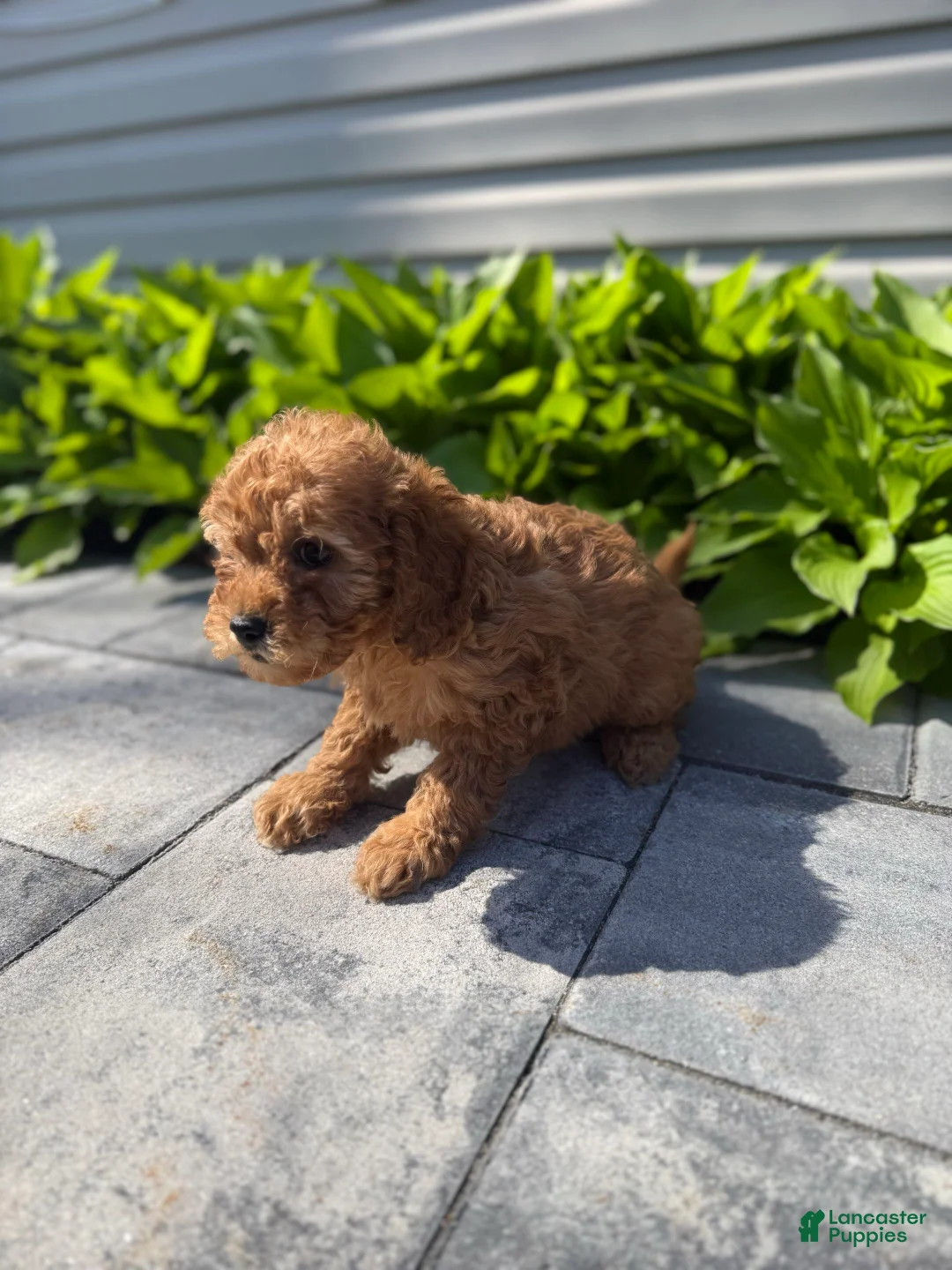 Mini Goldendoodle dogs for sale: Mini Goldendoodle Puppy 3 - Ad 2
