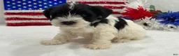 Miniature Schnauzer dogs for sale: Piper Male 2 - Ad 2