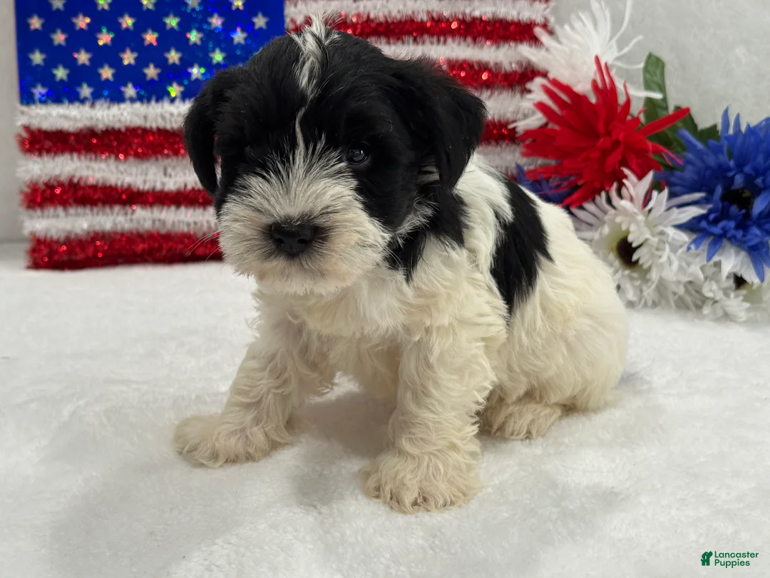 Miniature Schnauzer dogs for sale: Piper Male 2 - Ad 2