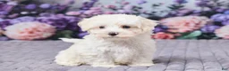 Maltipoo dogs for sale: Tommy - Ad 3