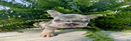 French Bulldog dogs for sale: Asher - Ad 5