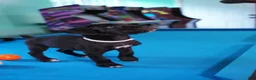 Cane Corso dogs for sale: Mystique  - Ad 3