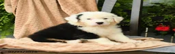 Australian Shepherd dogs for sale: Mateo  - Ad 3