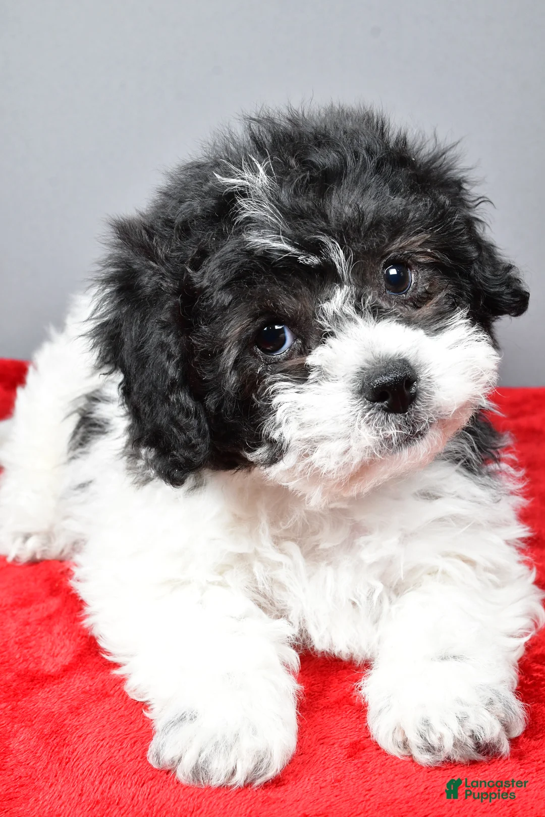 Teddy Bear dogs for sale: Cindy - Ad 3