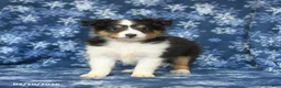 Shetland Sheepdog dogs for sale: Pepsi - Ad 3