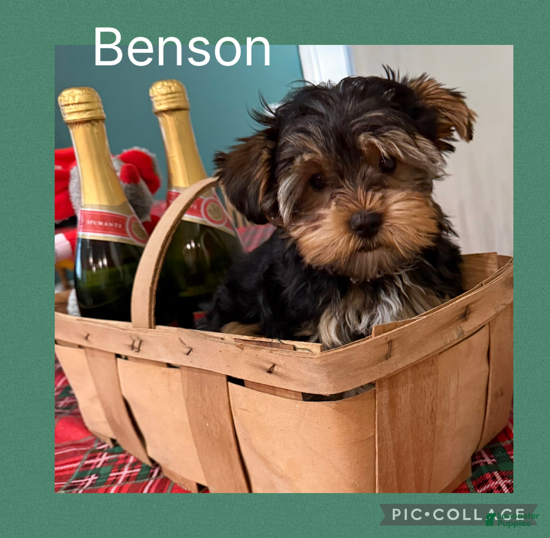 Yorkshire Terrier dogs Yorkshire Terrier Puppy 1 BENSON - Ad 22