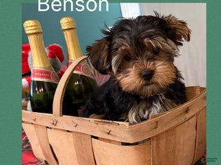 Yorkshire Terrier dogs Yorkshire Terrier Puppy 1 BENSON - Ad 22