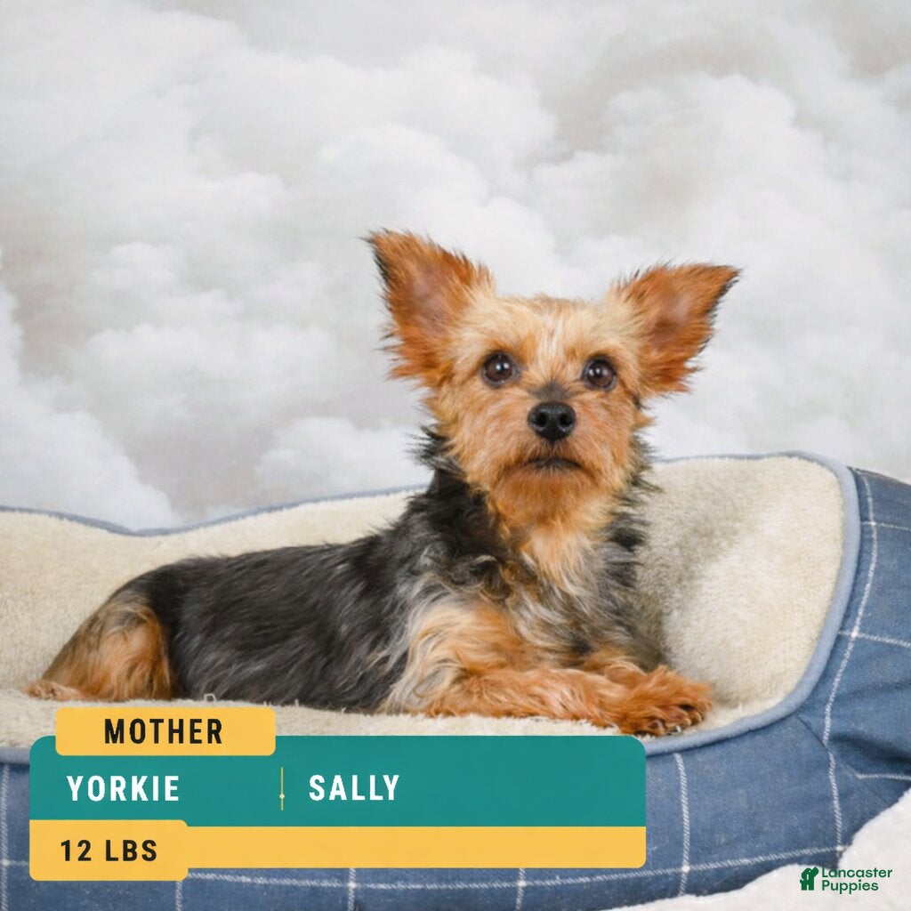 sally
