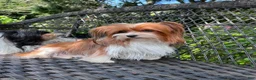 Mixed Breed dogs for sale: Teddy - Ad 3