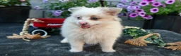 Pomeranian dogs for sale: Fluffy - Ad 3