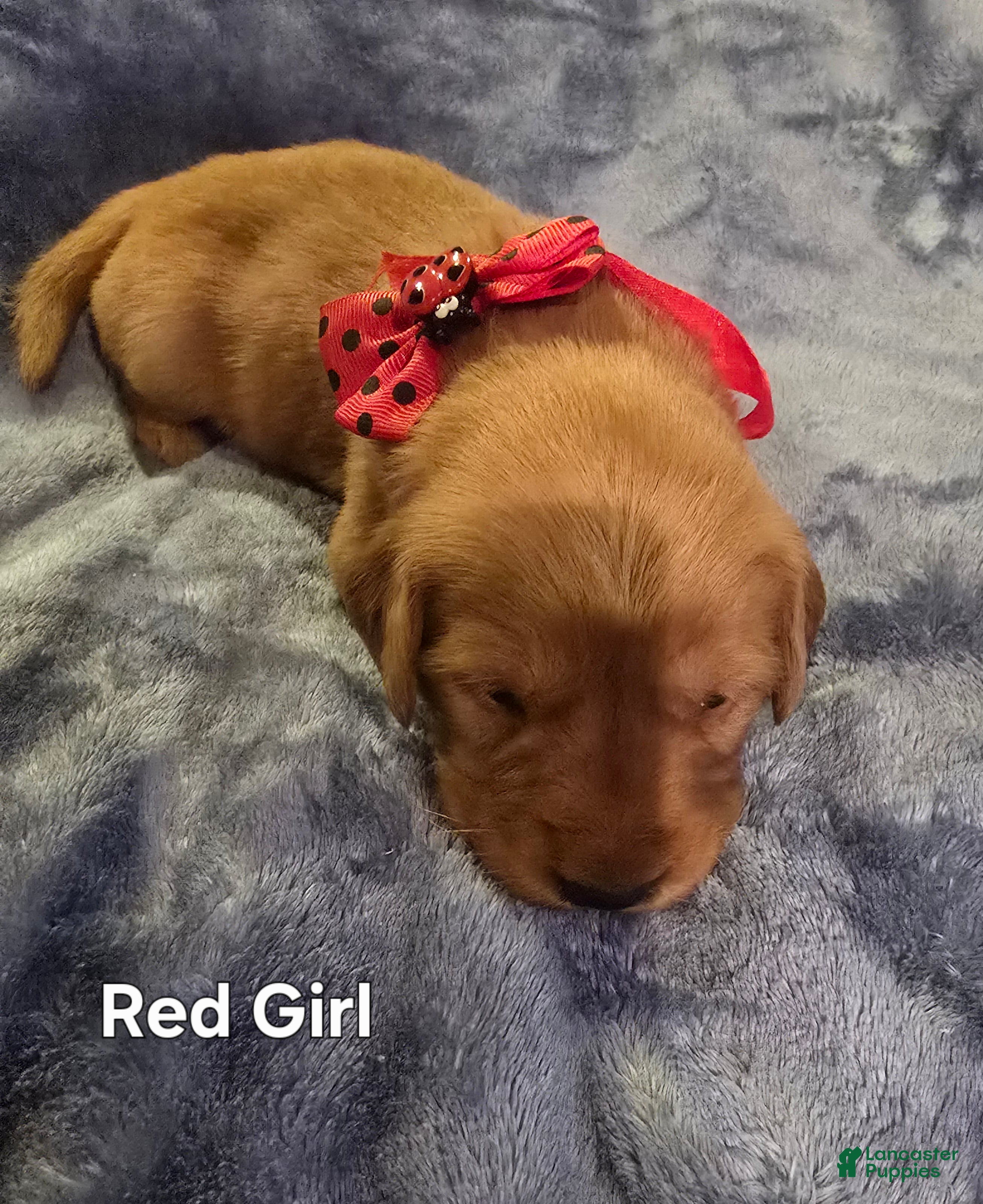 Golden Retriever dogs Red Girl - Ad 18