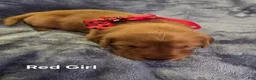 Golden Retriever dogs for sale: Red Girl - Ad 3