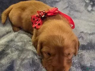 Golden Retriever dogs Red Girl - Ad 13