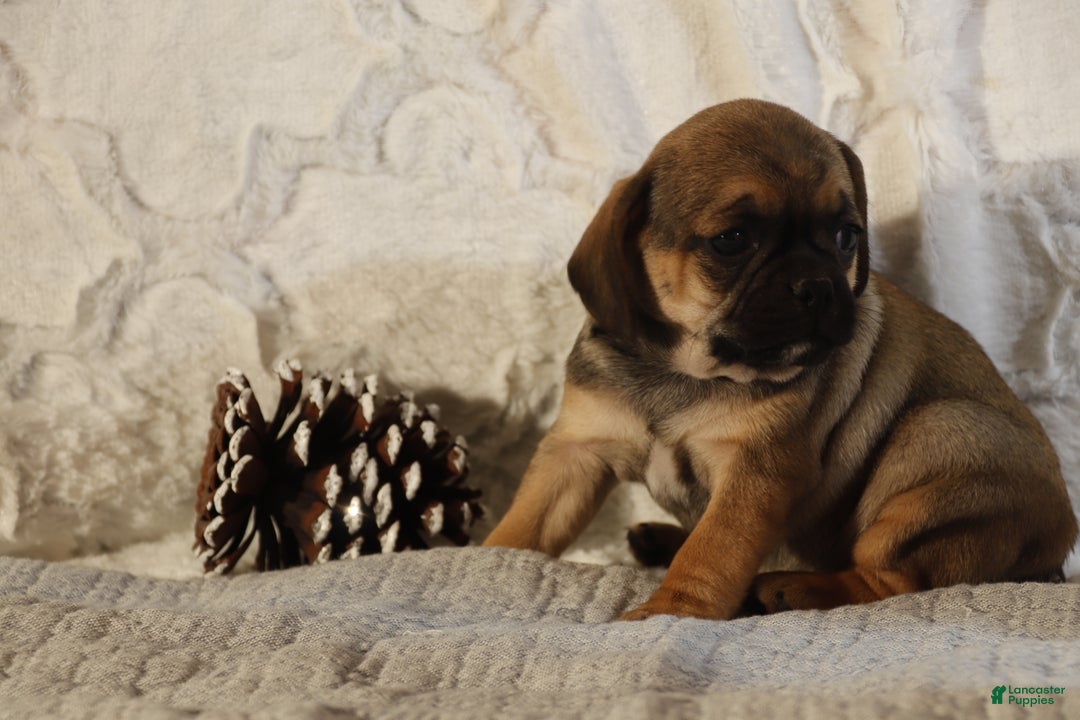 Puggle dogs for sale: Tracy - Ad 4
