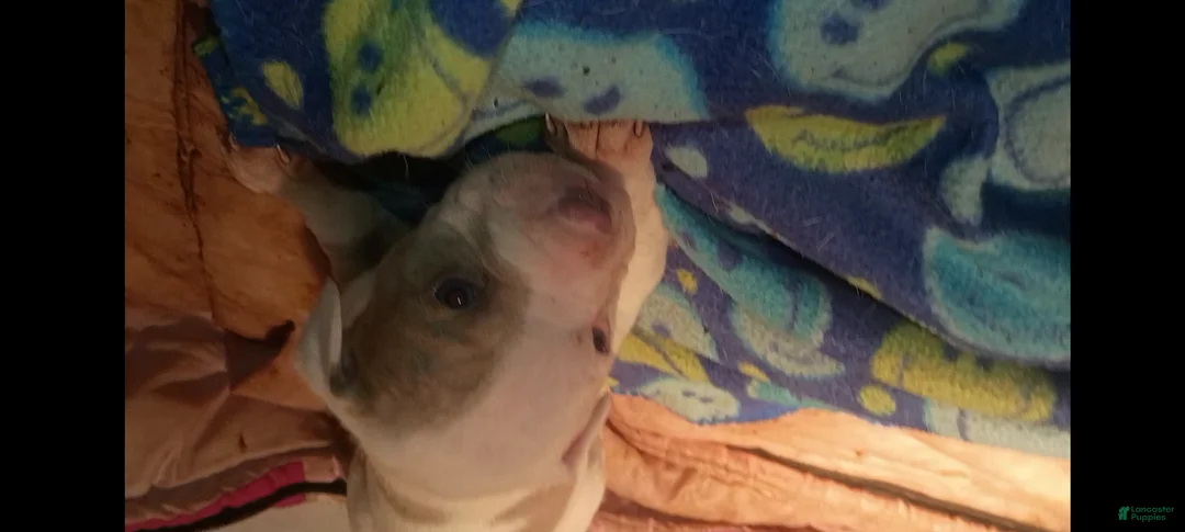 American Staffordshire Terrier dogs for sale: American Staffordshire Terrier Puppy 8 - Ad 2