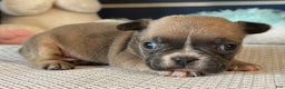 French Bulldog dogs for sale: Alex - Ad 23