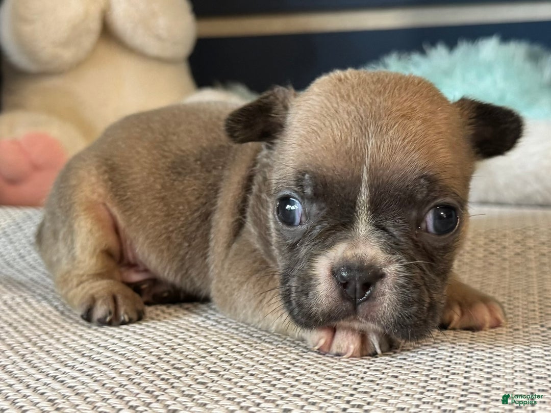 French Bulldog dogs for sale: Alex - Ad 23