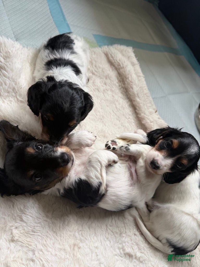 Miniature Dachshund dogs Miniature Dachshund 1 - Ad 23