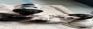 Miniature Dachshund 1