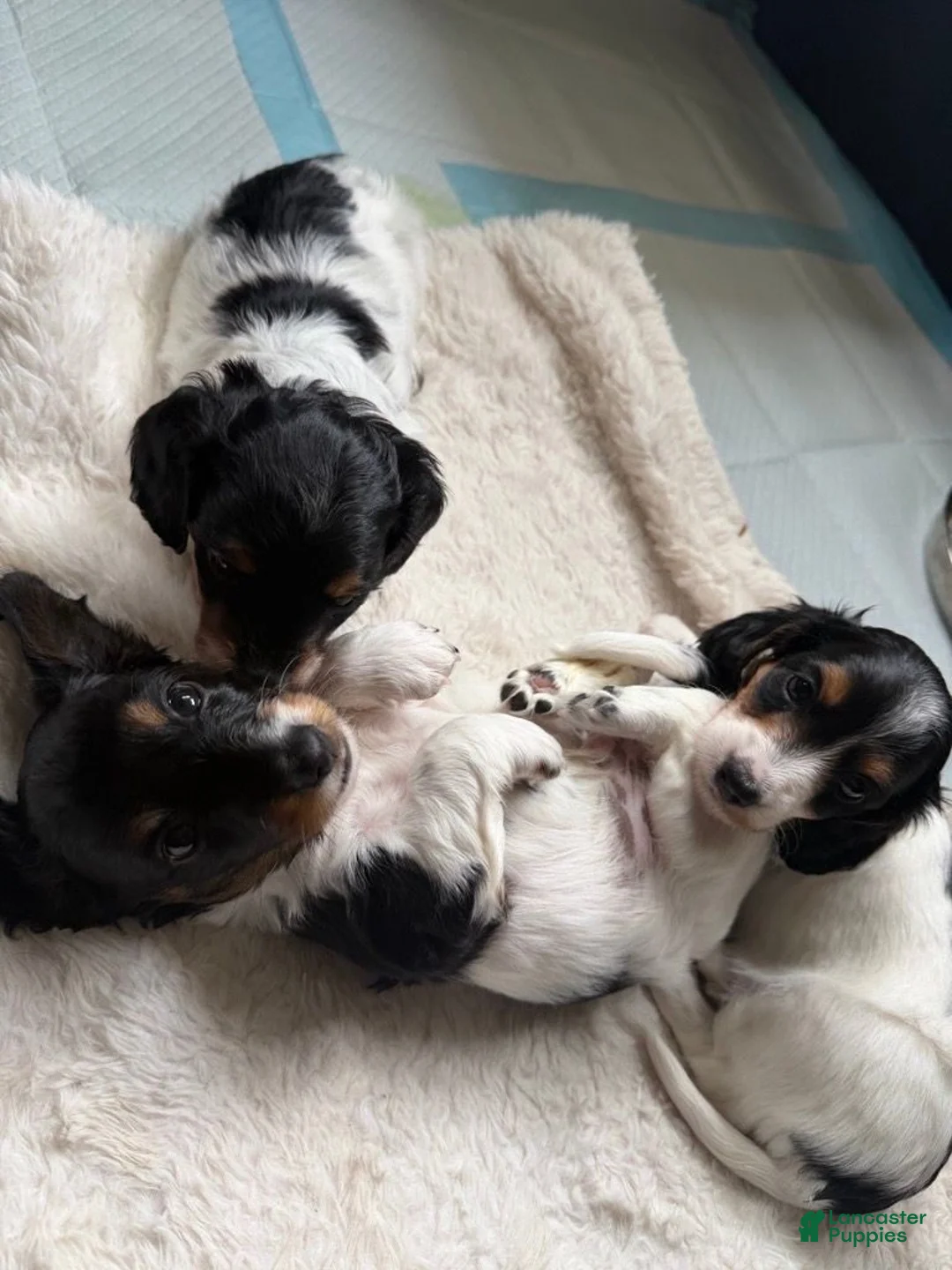 Miniature Dachshund dogs for sale: Miniature Dachshund 1 - Ad 1