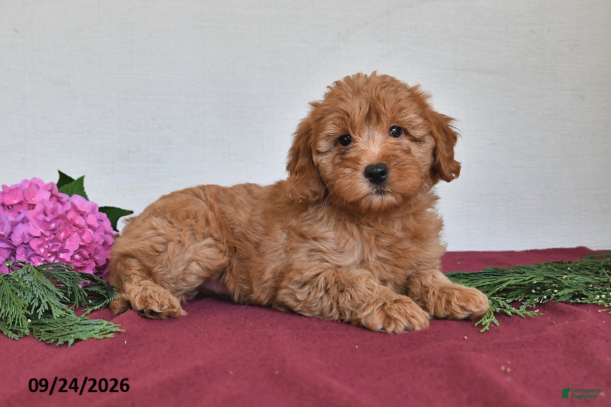 Mini Goldendoodle dogs Violet - Ad 2