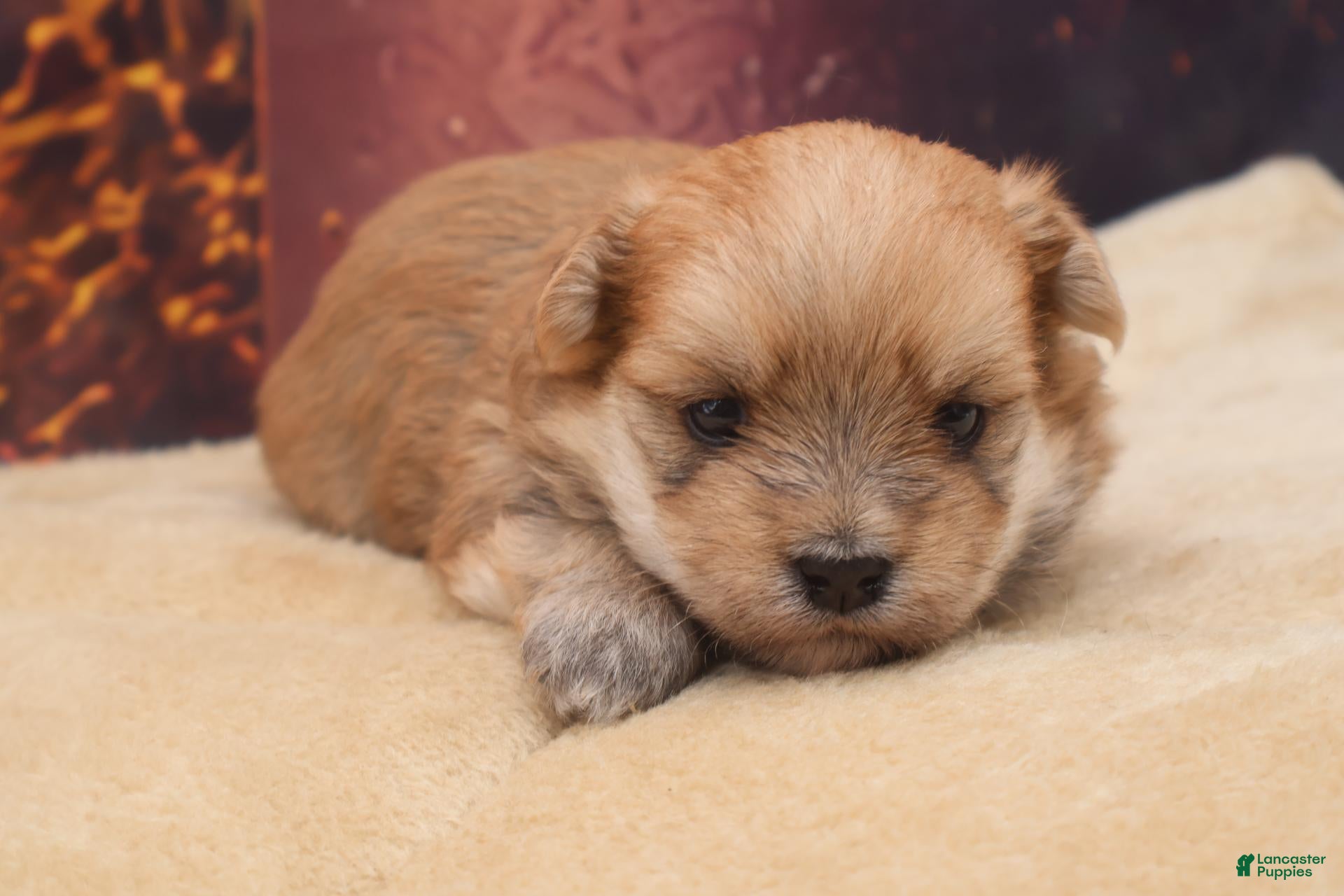 Morkie dogs Teddy - Ad 11