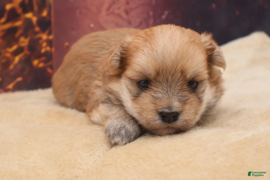 Morkie dogs for sale: Teddy - Ad 1