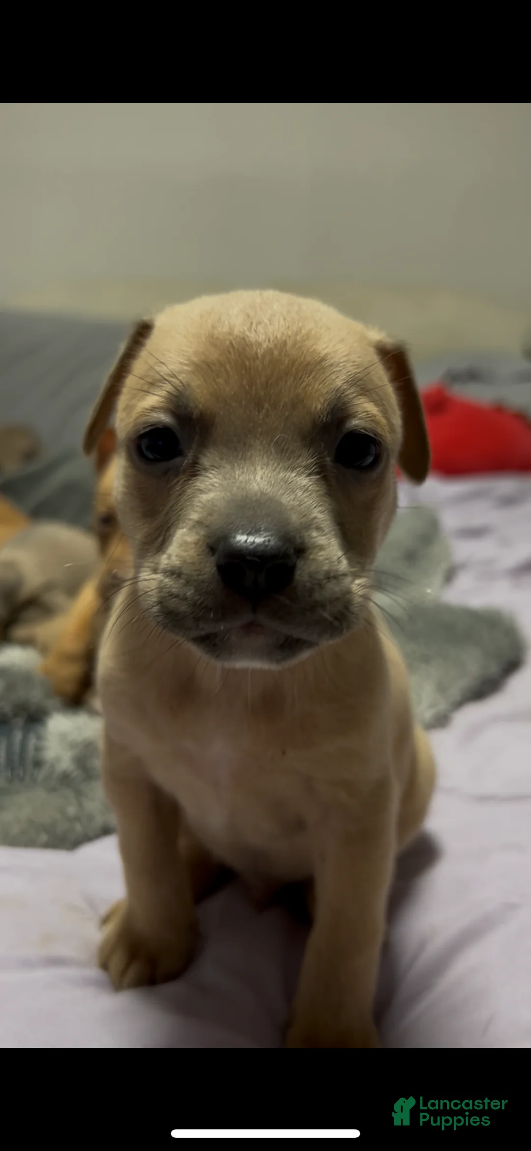 Mixed Breed dogs for sale: Boy 4 - Ad 2