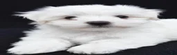 Maltese dogs for sale: Bo - Ad 8