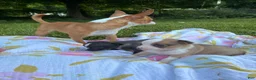 Chihuahua dogs for sale: Peanut - Ad 6
