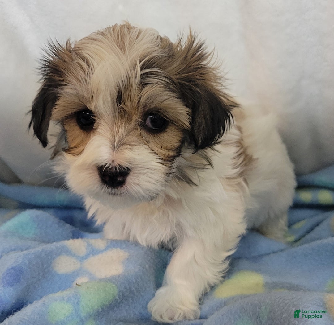 Mixed Breed dogs for sale: 2 clover - Ad 3