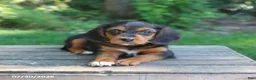 Mixed Breed dogs for sale: Wendy - Ad 3