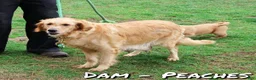 Golden Retriever dogs for sale: Buck - Ad 9
