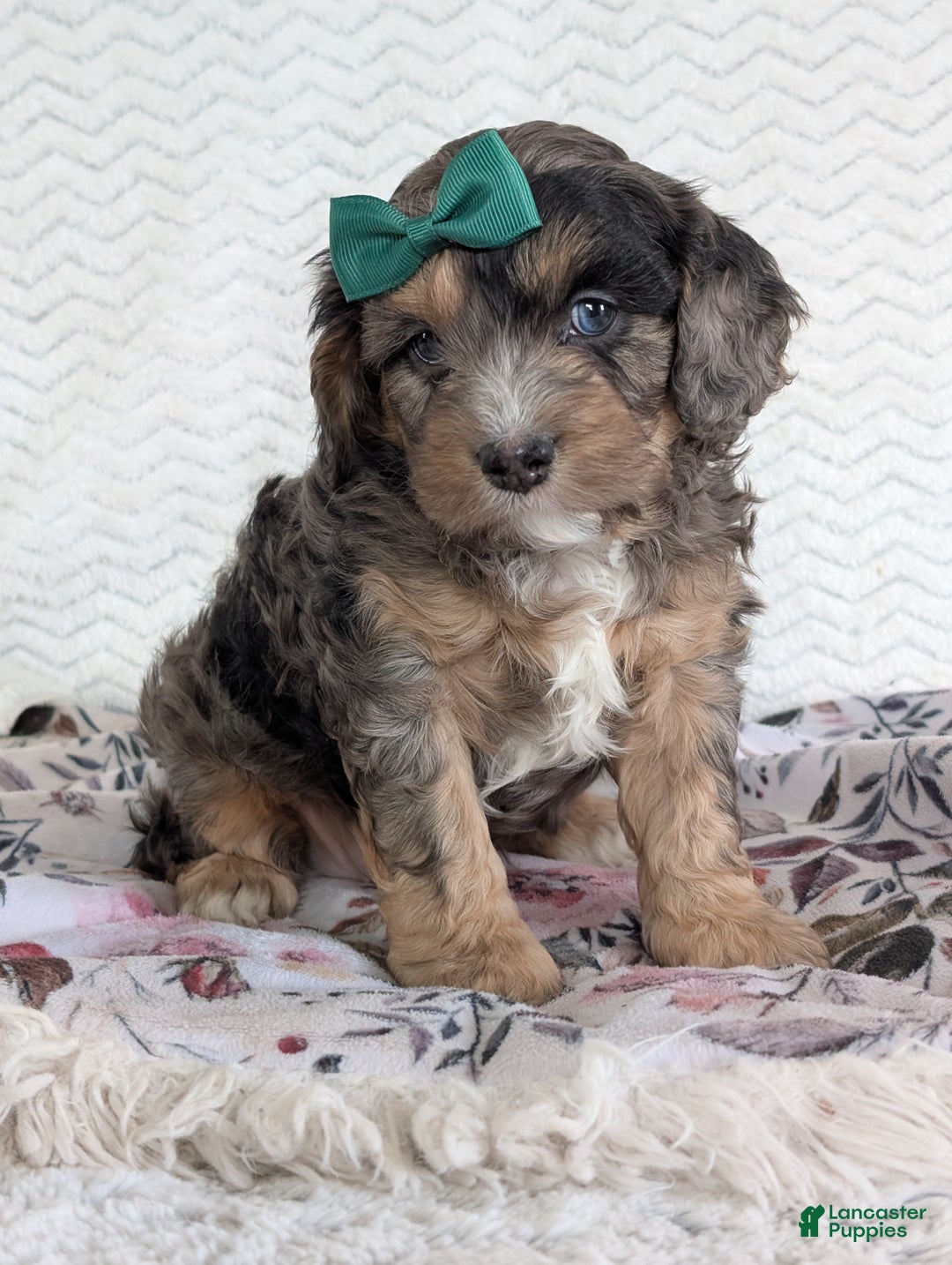 Cavapoo dogs for sale: Charlie  - Ad 31