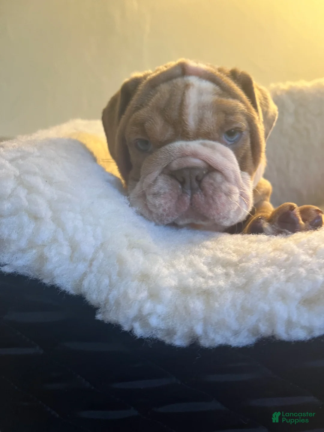 English Bulldog dogs for sale: English Bulldog Puppy 1 - Ad 5